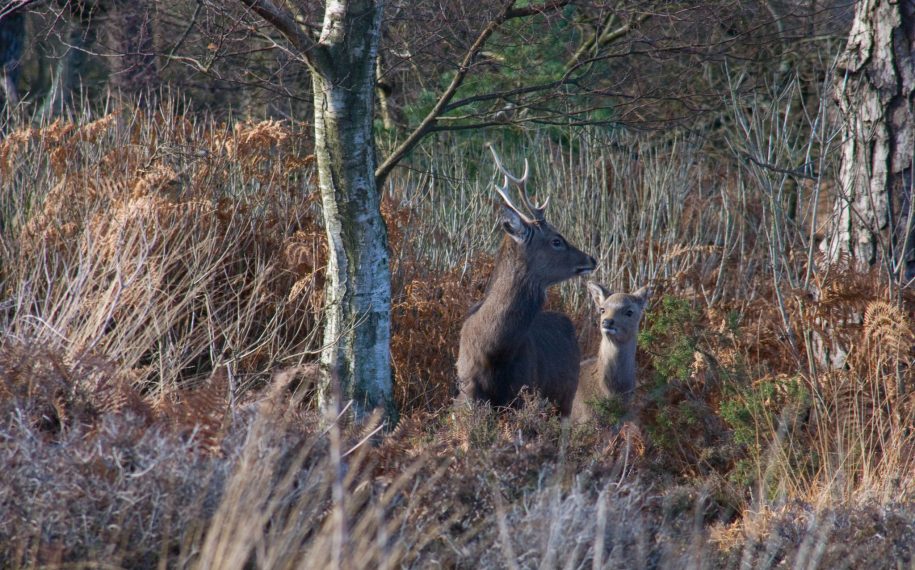 Wilder Grazing on the Purbeck Heaths