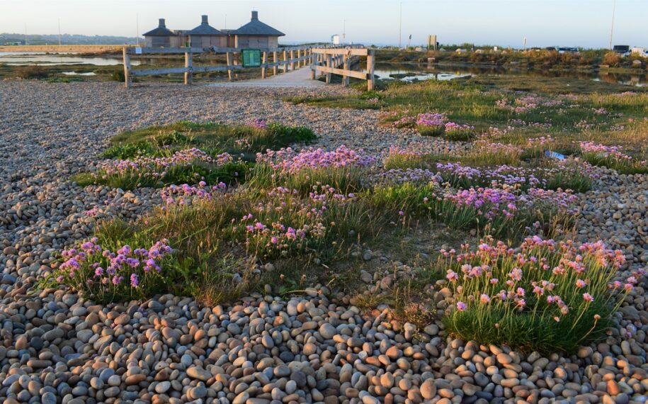 Abbotsbury Swannery & Chesil Beach and The Fleet