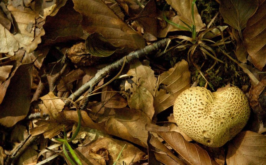 Dorset Woodhub: Autumn events