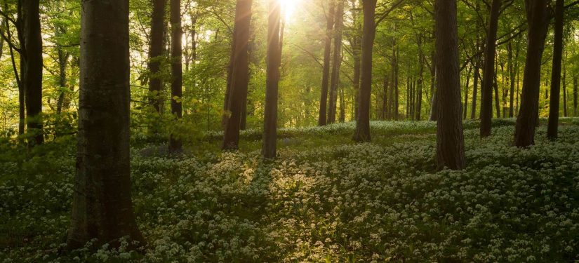 Blog 3 – Naturally Healthy May