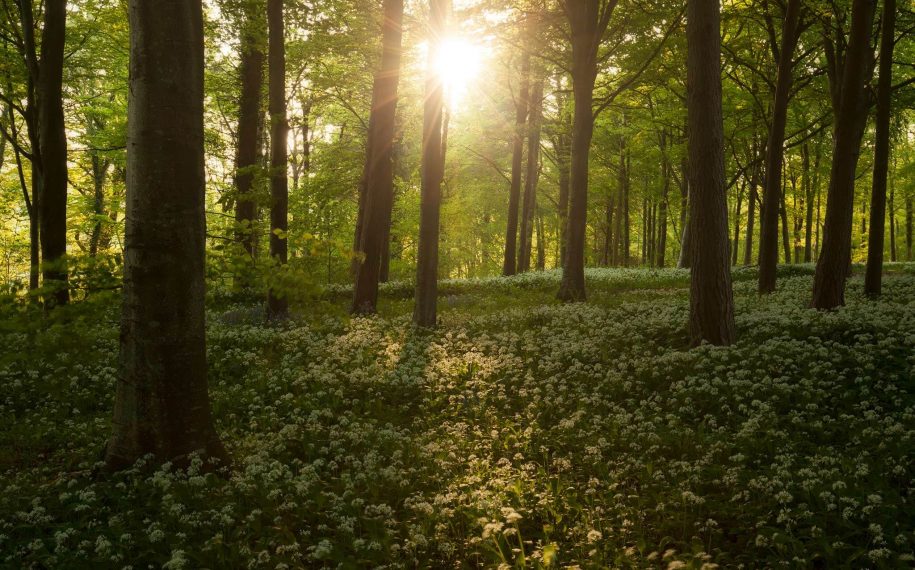 Blog 3 – Naturally Healthy May