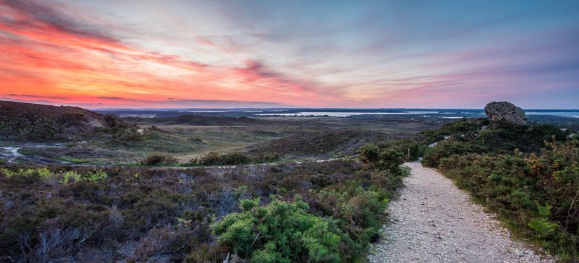 Purbeck Heaths Grazing Unit