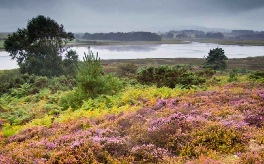 Guided walk: Explore the Heathland September 2019