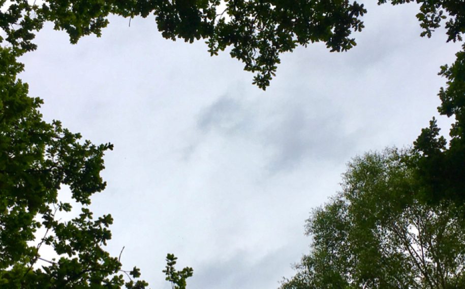 Have a go: Forest School; Forest Bathing and Whittling September 2019