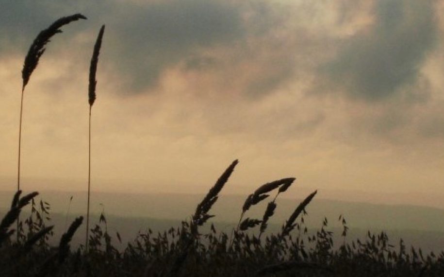 Guided walk: Meadows of the Future September 2019