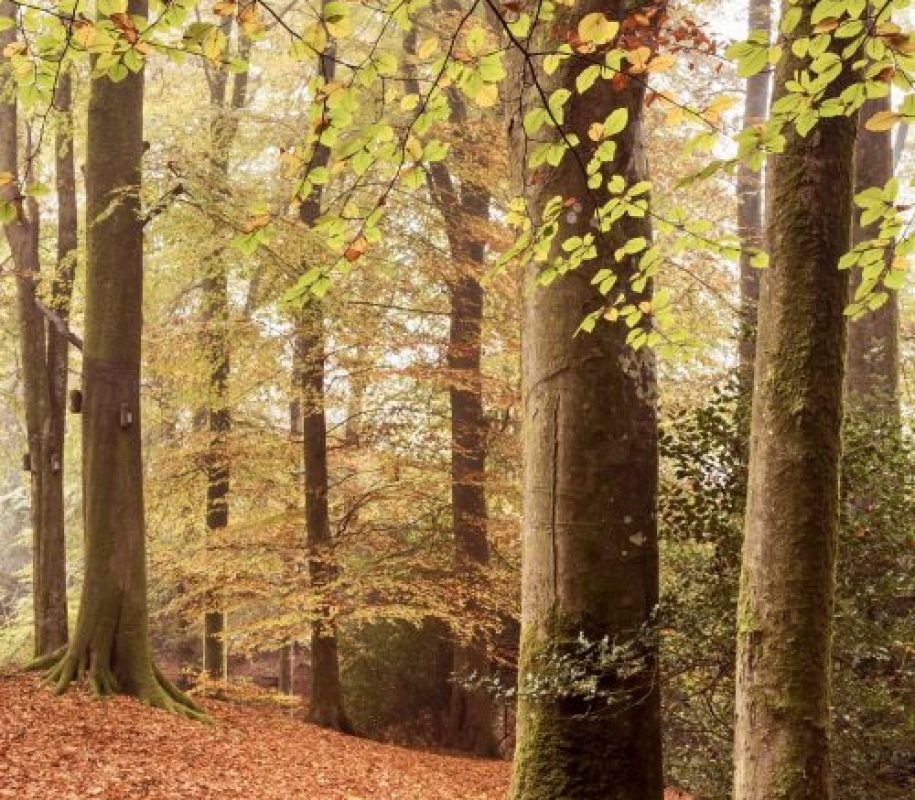 Woodland Wellbeing Walks