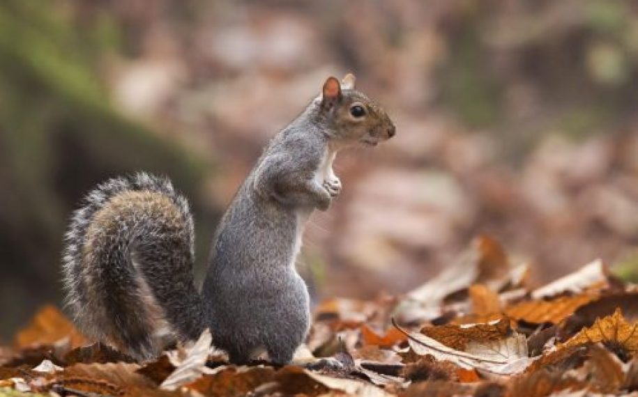 Blog 6 -“Wellbeing at Thorncombe Woods “