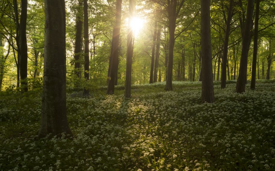 COVID-19 and the Dorset AONB: Update Spring 2021