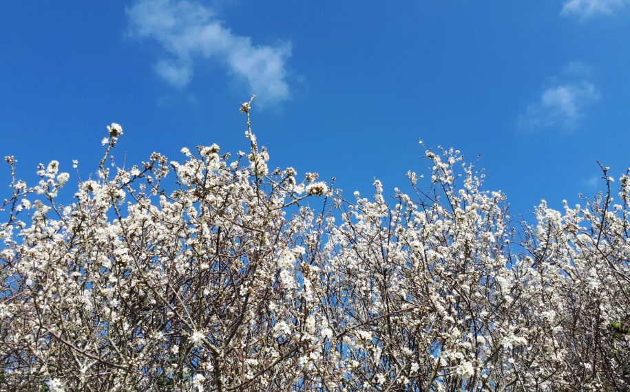 Spring into Spring!