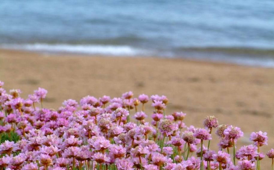 COVID-19 and the Dorset AONB: Update May 2020