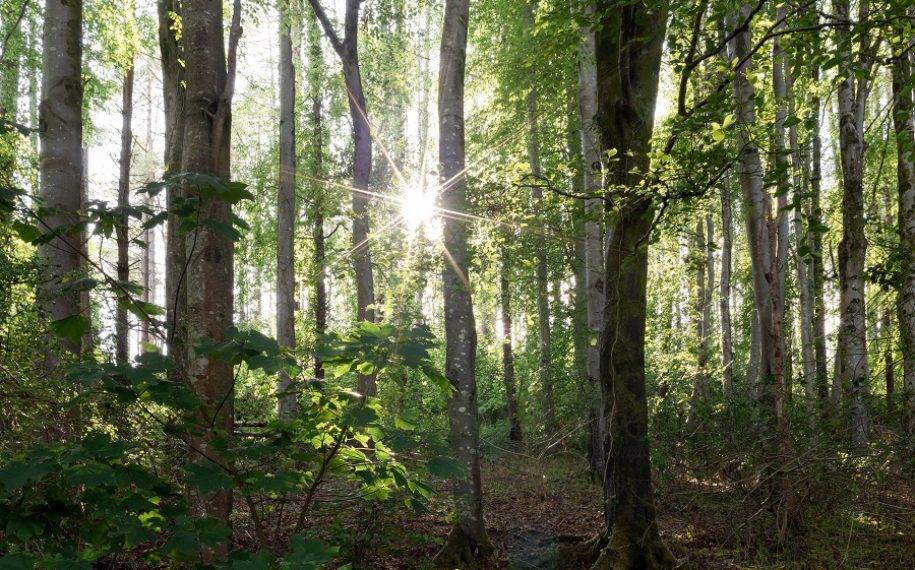 Dorset Community Tree Fund