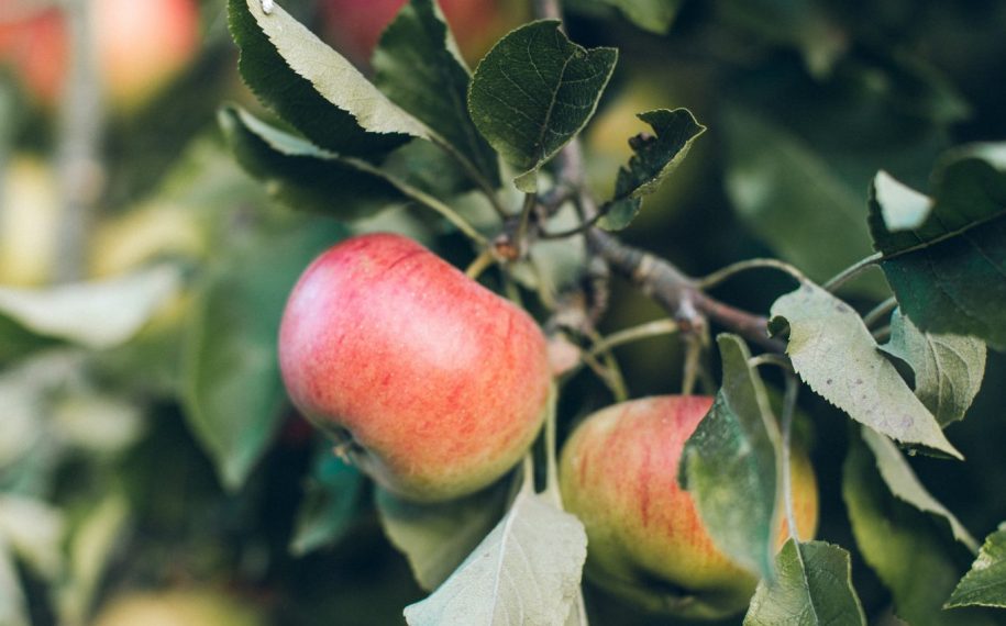 Celebrating Apple Day 2020