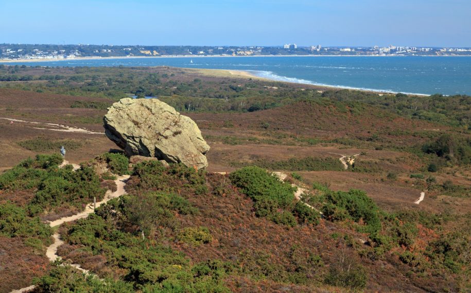 Wild Purbeck partnership recognised as a shining example of nature recovery in new national initiative