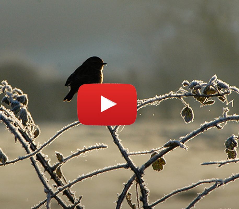 Spring Conversation Postcards