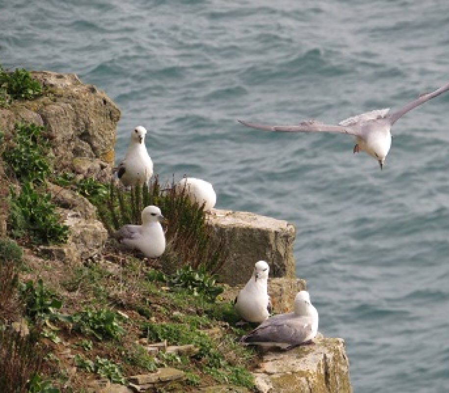Clifftop Audio Trail