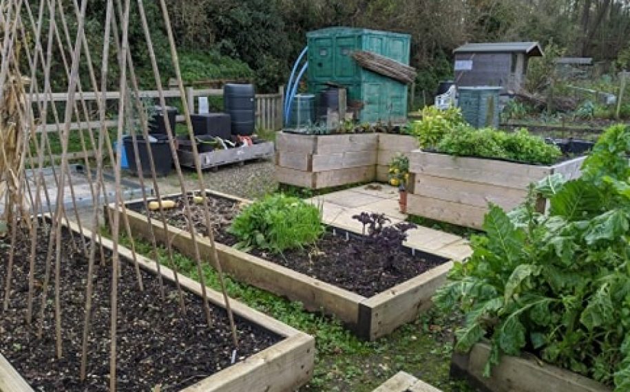 Blog 14 – Eco-therapy at the GAP project