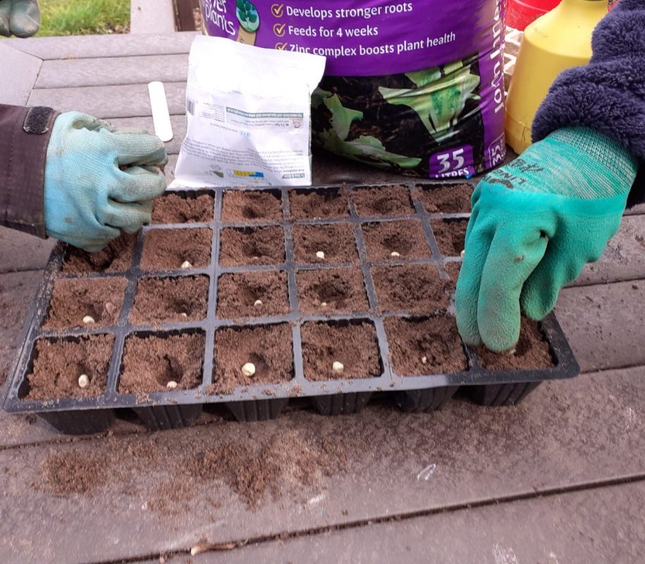Get started with growing veg