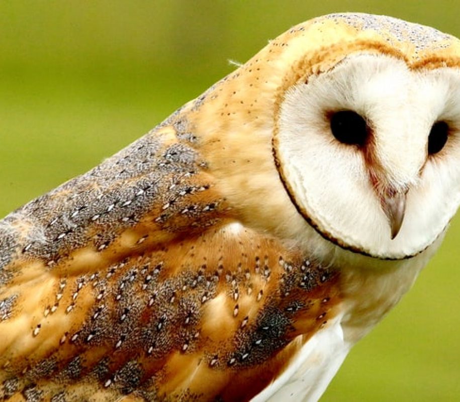 Dorset’s Wildlife Webcams