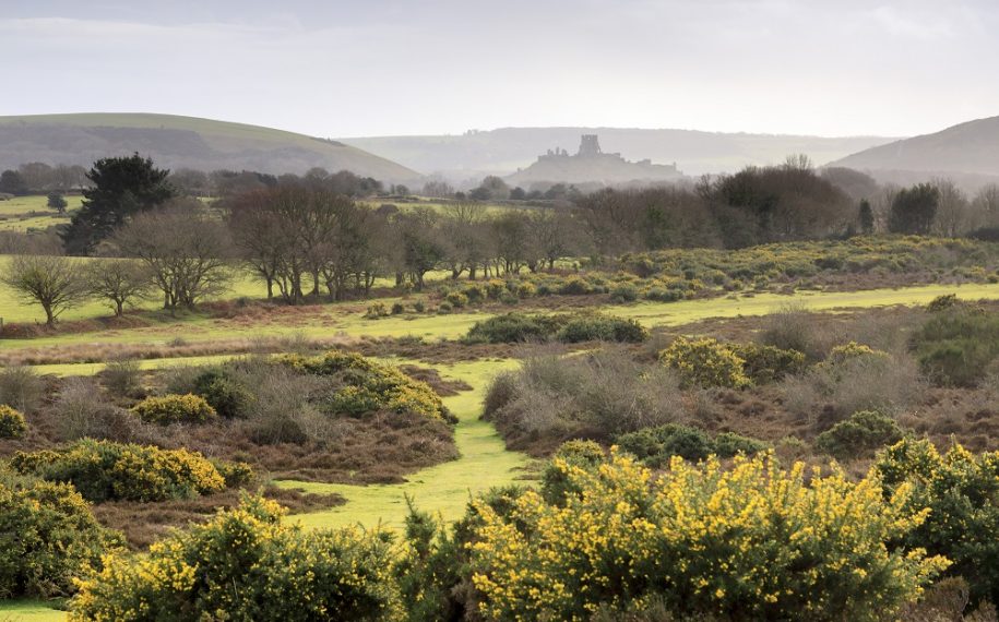 Purbeck Heaths