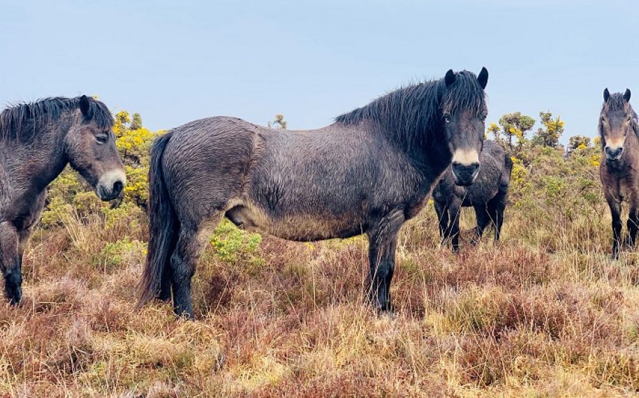 Purbeck Heaths Grazing Unit