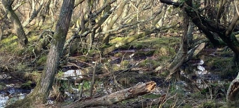 Case study: Purbeck Beaver Project Development phase