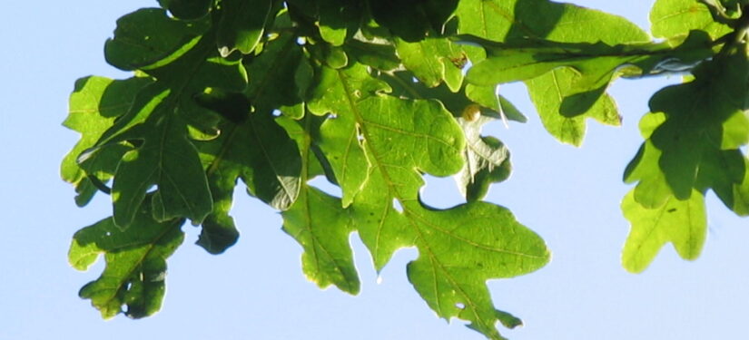 ‘Sutton Poyntz Hedgerow Corridor’ – Sutton Poyntz Biodiversity Group