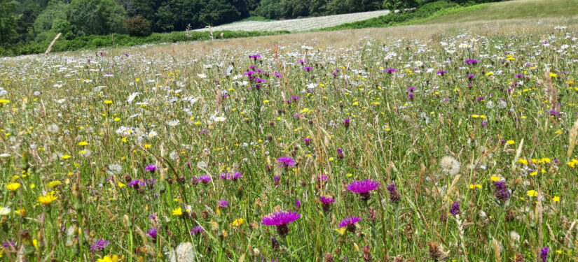 The Hogchester Meadows Expansion Project