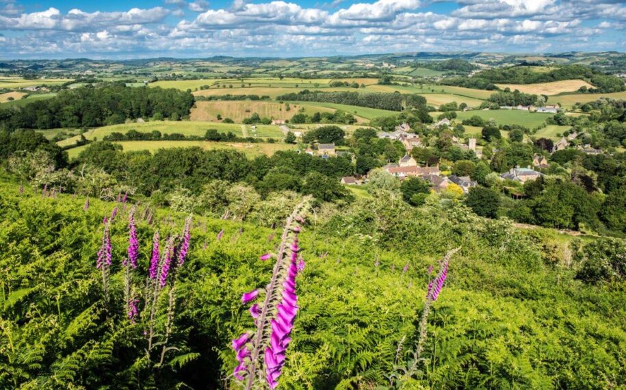 Dorset National Landscape Annual Review