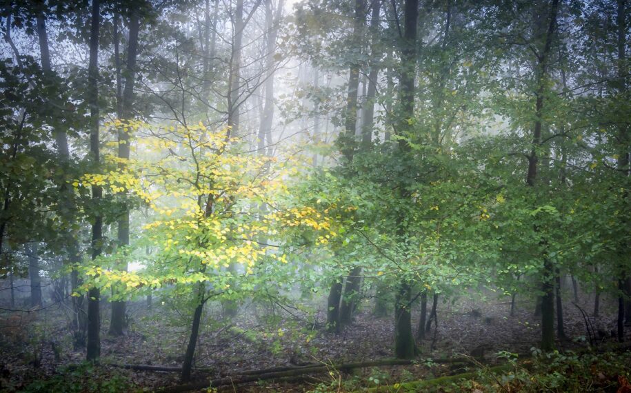 Dorset Community Tree Project