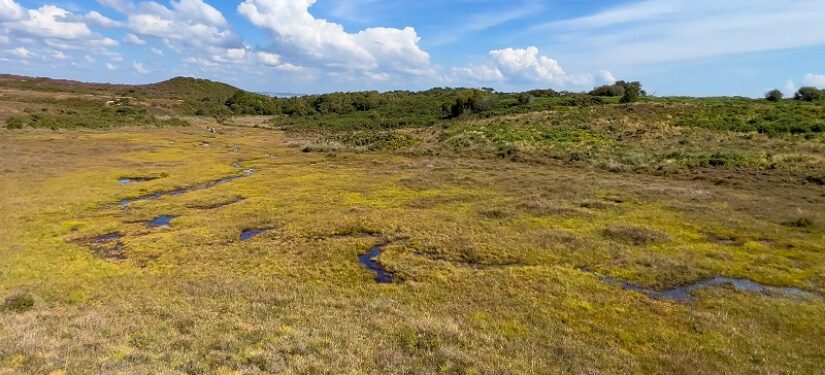 Case study: Dorset Peat Partnership